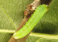 Euura gracilidentata