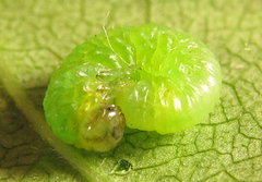Euura gracilidentata