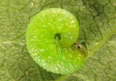 Euura gracilidentata