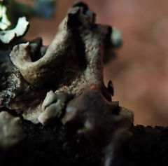 Trichonectria anisospora