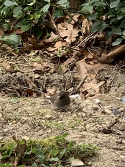 Junco hyemalis