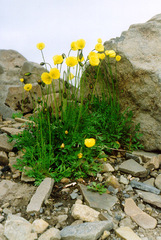 Papaver lapponicum orientale