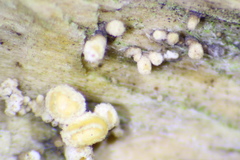 Ditiola peziziformis image