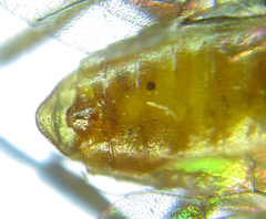 Euura gracilidentata