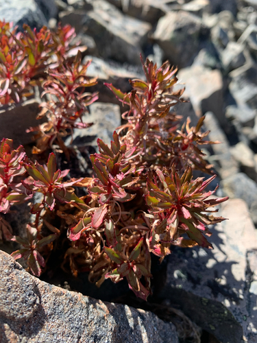 Epilobium pycnostachyum observed 2026-03-14