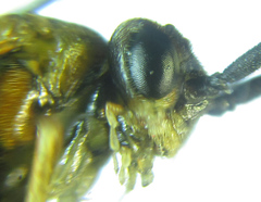 Euura gracilidentata