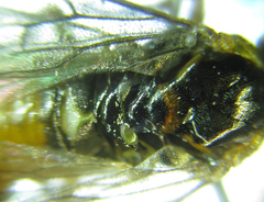 Euura gracilidentata