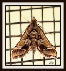 Diasemia