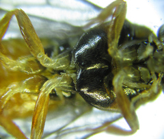Euura gracilidentata