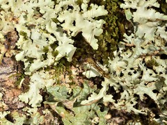 Discobola tessellata