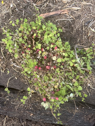 Fuchsia procumbens observed 2026-02-28
