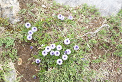 Globularieae