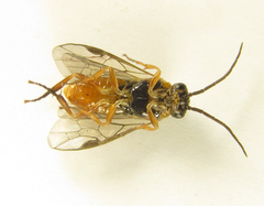 Euura gracilidentata