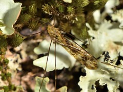 Discobola tessellata