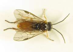 Euura gracilidentata