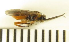 Euura gracilidentata