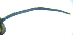 Euura gracilidentata