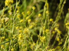 Italian Cress (Brassica geniculata)