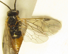 Euura gracilidentata