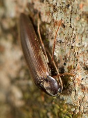 Ctenoplectron