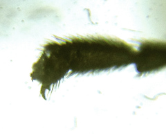 Euura gracilidentata