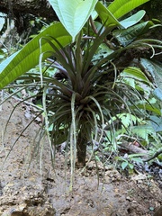 Wallisia anceps