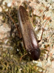 Ctenoplectron