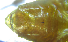 Euura gracilidentata