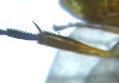 Euura gracilidentata