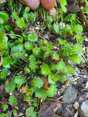 Leptinella squalida squalida