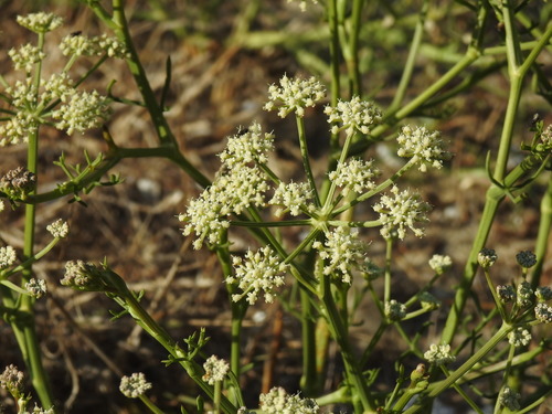 Mediterranean Moon Carrot (Seseli tortuosum)