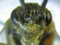 Euura gracilidentata