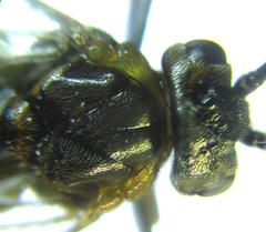 Euura gracilidentata
