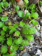 Leptinella squalida squalida