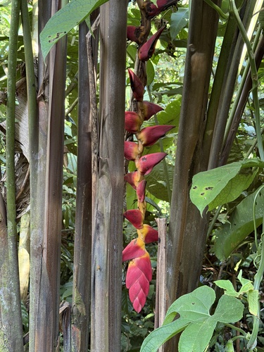 Heliconia pogonantha (Heliconia pogonantha)