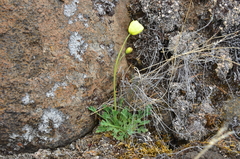 Papaver lapponicum orientale
