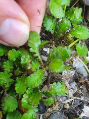 Leptinella squalida squalida