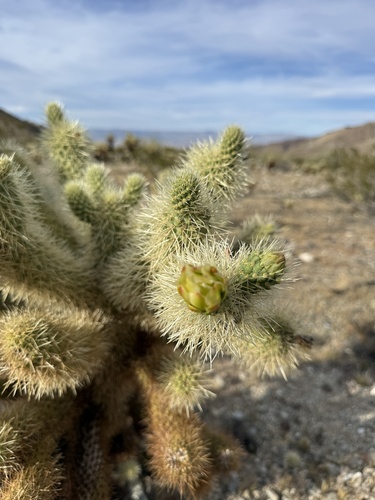 iNaturalist observation photo of Teddybear Cholla