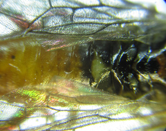Euura gracilidentata
