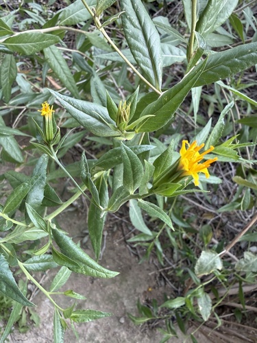iNaturalist observation photo of American threefold