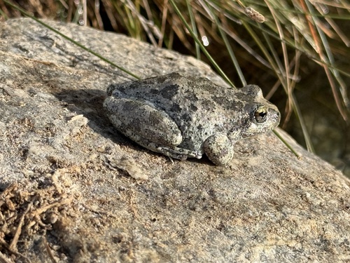 iNaturalist observation photo of California Tree Frog