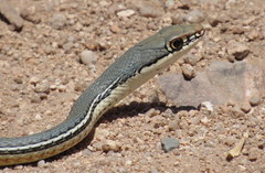 Masticophis bilineatus