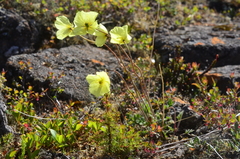 Papaver lapponicum orientale