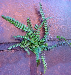 Asplenium trichomanes