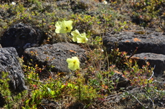 Papaver lapponicum orientale