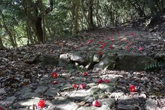 Camellia japonica