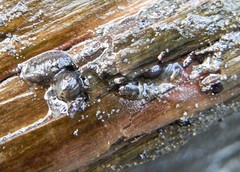 Gnorimosphaeroma oregonense