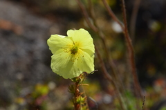 Papaver lapponicum orientale