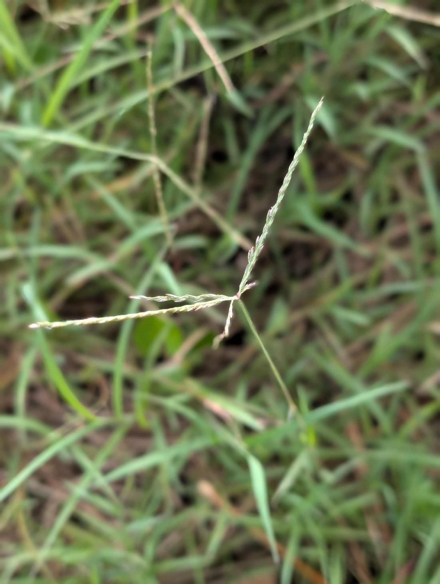 Imagem de grama-estrela