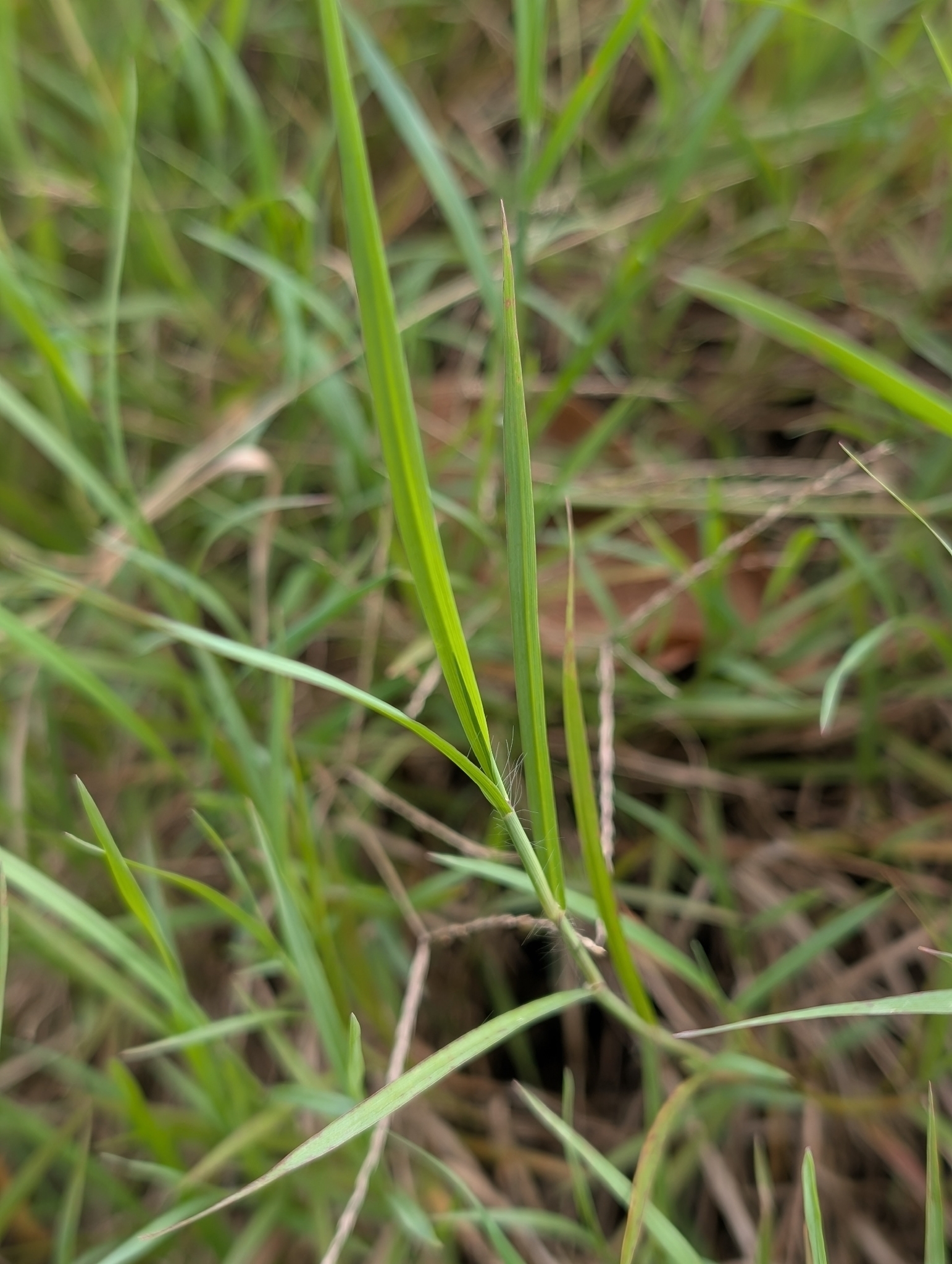 Imagem de grama-estrela